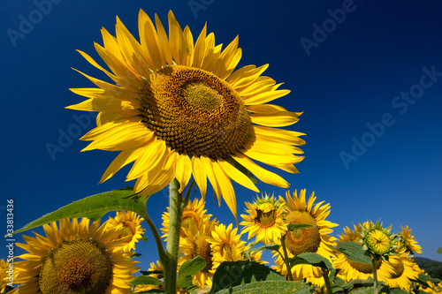 Obraz na płótnie krajobraz kwiat słonecznik lato