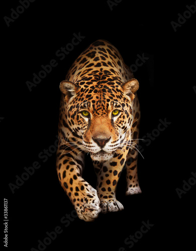 Fototapeta ssak pantera dżungla zwierzę