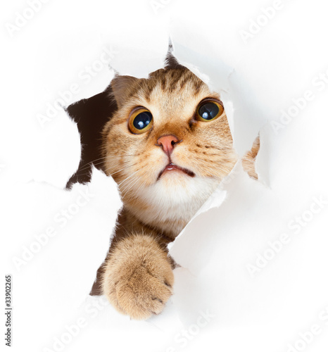 Plakat piękny kociak zwierzę kot ładny