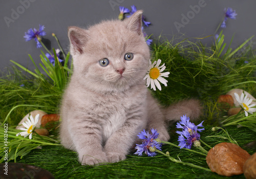 Fototapeta stokrotka zwierzę kwiat trawa kociak