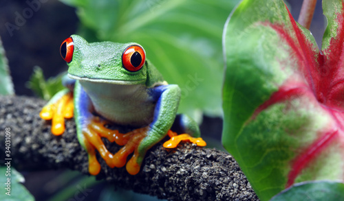 Fototapeta żaba zwierzę natura kostaryka płaz
