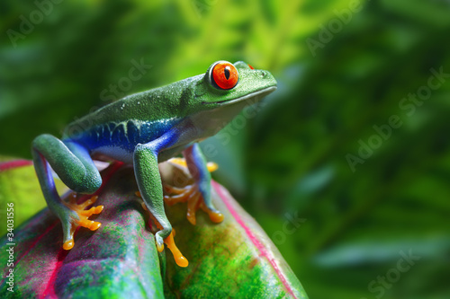 Fotoroleta tropikalny żaba kostaryka roślina natura
