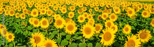 Plakat lato natura słońce rolnictwo
