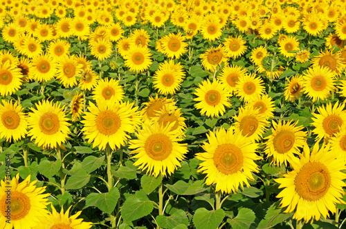 Fototapeta roślina słonecznik natura lato słońce