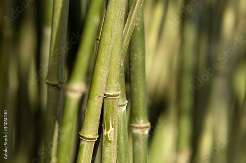 Fotoroleta dziki roślina natura bambus drewno