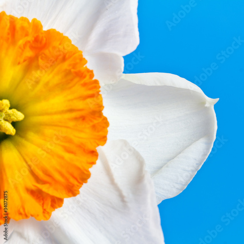 Fototapeta roślina świeży natura narcyz kwiat