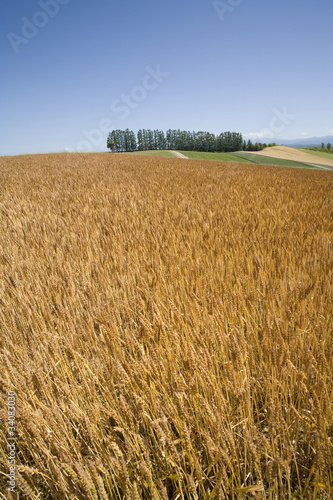 Fototapeta azja pszenica rolnictwo krajobraz orientalne
