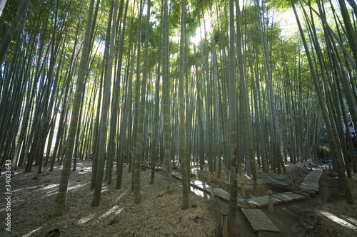 Fotoroleta krajobraz bambus roślina świeży orientalne