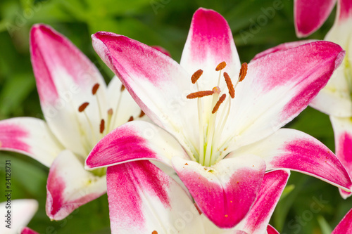 Fototapeta świeży roślina kwitnący piękny