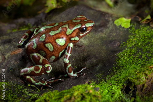 Naklejka natura zwierzę płaz dżungla żaba
