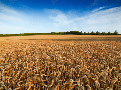 Fototapeta niebo pszenica wieś rolnictwo żyto