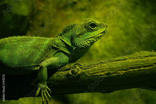 Naklejka gad zwierzę iguana