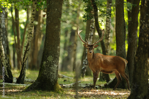 Fotoroleta Jeleń w lesie