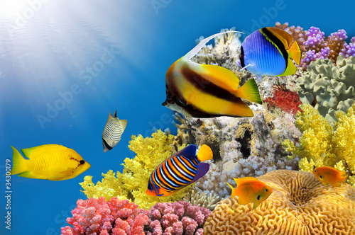 Fotoroleta ryba morze egipt zwierzę natura