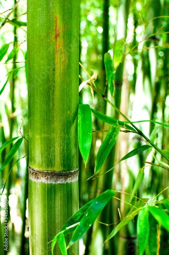 Fotoroleta świeży azja dżungla bambus