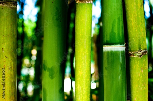 Fotoroleta azja bambus zen tropikalny