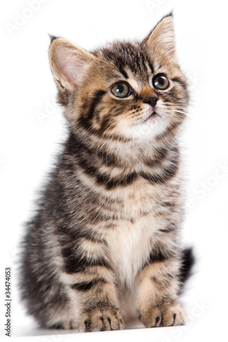 Fotoroleta kociak zwierzę ładny kot mora