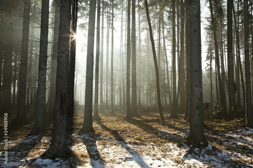 Obraz na płótnie śnieg słońce widok natura świerk