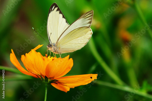 Fotoroleta motyl natura miłość kwiat