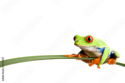 Obraz na płótnie żaba zwierzę tropikalny