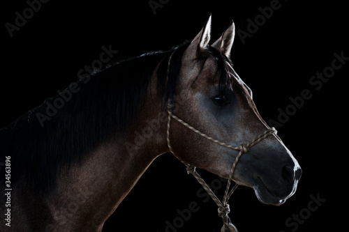 Fotoroleta grzywa klacz koń zwierzę