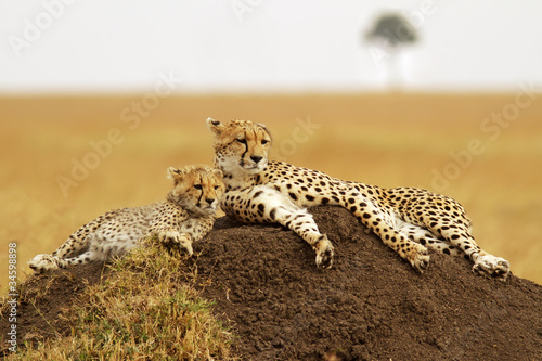 Naklejka gepard afryka kot ssak zwierzę