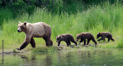 Obraz na płótnie natura niedźwiedź woda