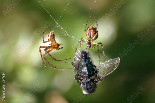 Obraz na płótnie pająk pajęczyna koperta