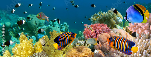 Plakat natura koral morze tropikalny