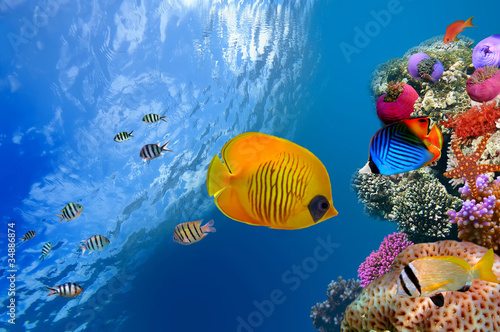 Fotoroleta egzotyczny zwierzę piękny ryba