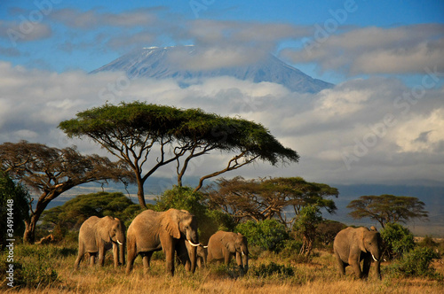 Obraz na płótnie Rodzinka słoni pod Kilimanjaro