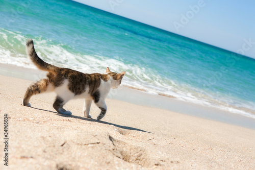 Naklejka Kot spaceruje po plaży