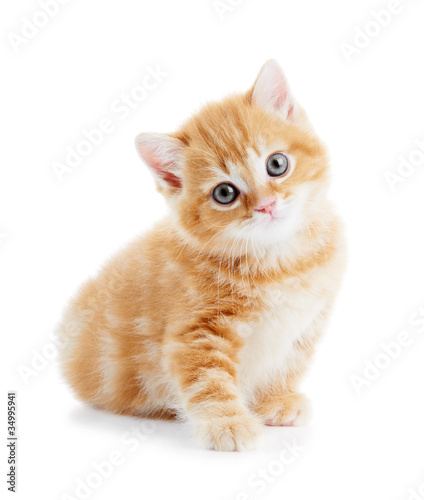 Fototapeta piękny ładny kociak kot