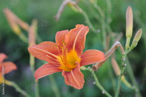 Obraz na płótnie kwiat roślina natura lato ogród