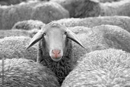 Obraz na płótnie widok owca wyróżniać się uważać alert
