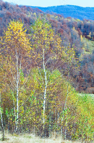 Fototapeta drzewa pejzaż jesień góra ukraina