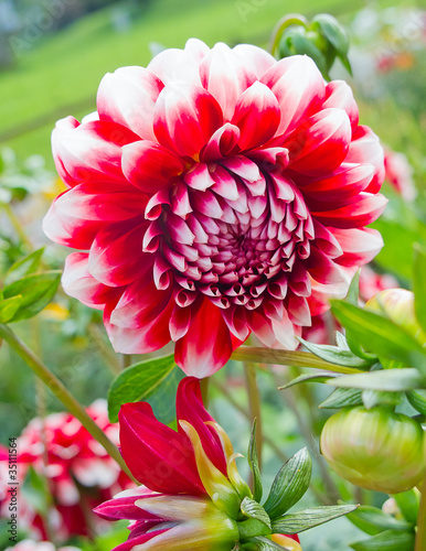 Fotoroleta sztuka kwiat ogród jesień piwonia