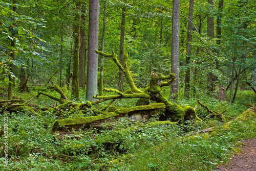 Naklejka stary las roślinność