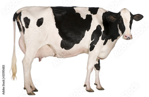 Fototapeta zwierzę ssak portret krowa