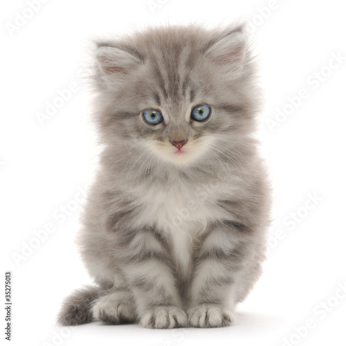 Fototapeta ładny ssak kot piękny zwierzę