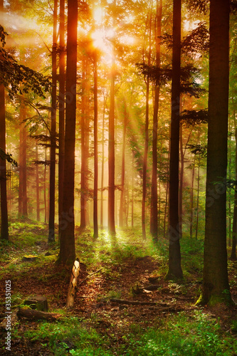 Plakat natura las zen słońce spokojny