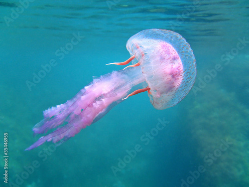 Obraz na płótnie podwodny zwierzę woda