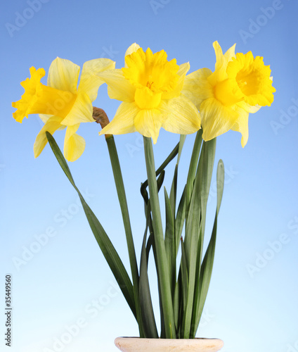 Obraz na płótnie kwiat bukiet narcyz piękny