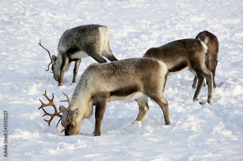 Fotoroleta dziki północ bezdroża ssak szwecja