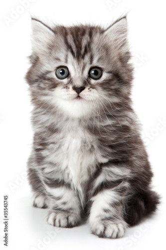 Naklejka ładny kociak kot zwierzę