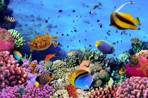 Obraz na płótnie tropikalny ryba pejzaż podwodne