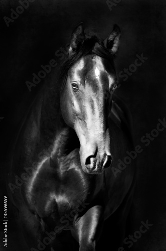 Fototapeta koń trawa czeski czechy