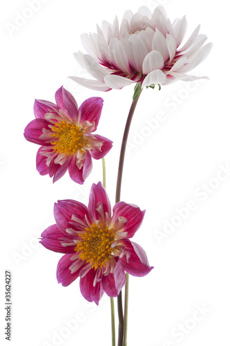 Plakat roślina kwiat stokrotka