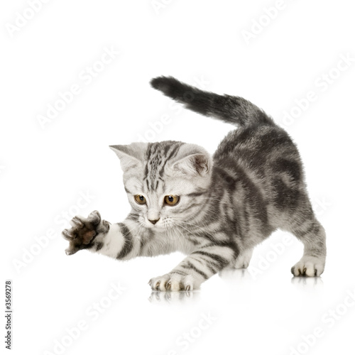 Plakat zwierzę ssak kociak