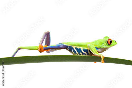 Fotoroleta żaba natura tropikalny